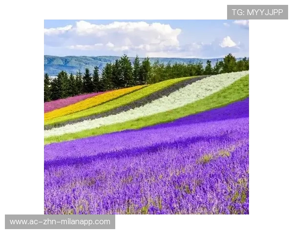 _花海盛典：在紫色薰衣草田中举行的艺术比赛_，薰衣草花海水彩画